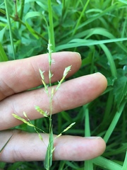 Leersia