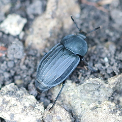 Silpha tristis
