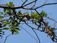 Millettia pachycarpa