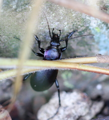 Carabus violaceus aurolimbatus
