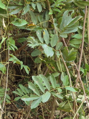Millettia pachycarpa