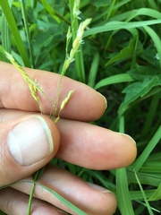 Leersia