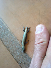 Elgaria multicarinata multicarinata