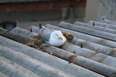 Larus michahellis