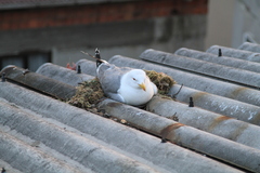 Larus michahellis