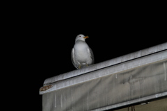 Larus michahellis