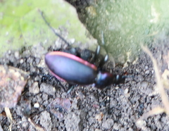 Carabus violaceus aurolimbatus