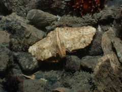 Cryptolithodes typicus