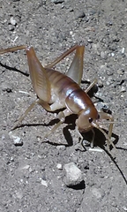 Ceuthophilus hesperus