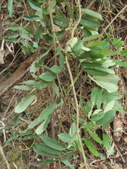 Millettia pachycarpa