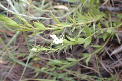 Dyschoriste costata