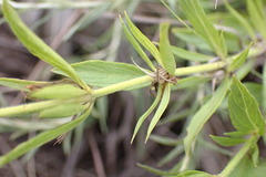 Dyschoriste costata