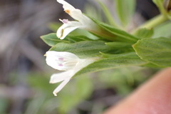 Dyschoriste costata