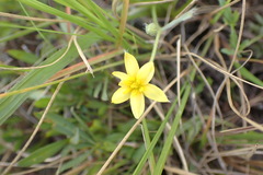 Hypoxis argentea