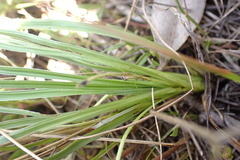 Hypoxis argentea