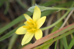 Hypoxis argentea