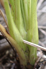 Hypoxis argentea