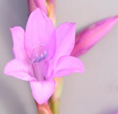 Watsonia bella