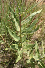 Xysmalobium