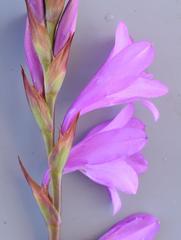 Watsonia bella