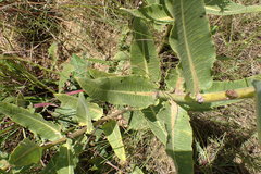 Xysmalobium