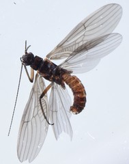 Afronemoura stuckenbergi