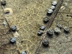 Euthoracaphis umbellulariae