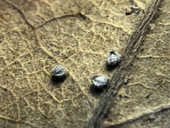 Euthoracaphis umbellulariae