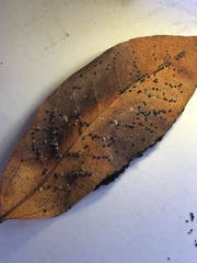 Euthoracaphis umbellulariae