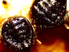 Euthoracaphis umbellulariae