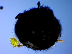 Euthoracaphis umbellulariae