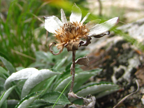 Bristle-tip edelweiss (Leontopodium leiolepis) · iNaturalist