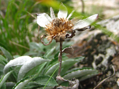 Leontopodium leiolepis