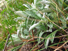 Leontopodium leiolepis