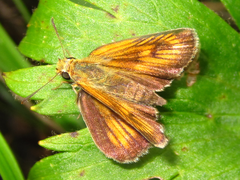 Thymelicus sylvaticus
