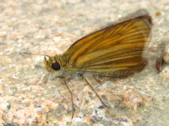 Thymelicus sylvaticus