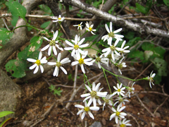 Aster scaber