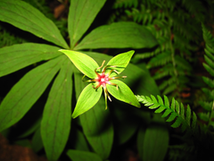 Paris verticillata