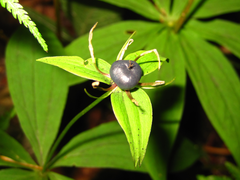 Paris verticillata