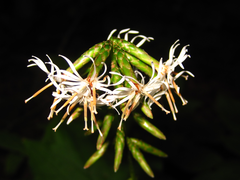 Ainsliaea acerifolia