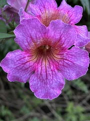 Podranea