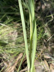 Sonchus integrifolius