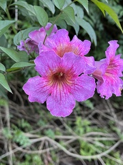 Podranea