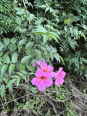 Podranea