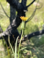 Sonchus integrifolius