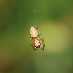 Opisthoncus abnormis