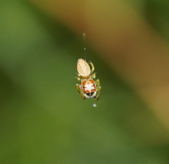 Opisthoncus abnormis