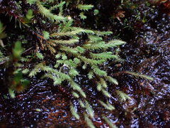 Philonotis capillaris