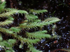 Philonotis capillaris