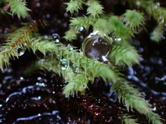 Philonotis capillaris